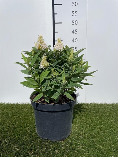 [P0000489] Buddleja dav. Butterfly candy Little White 30-40