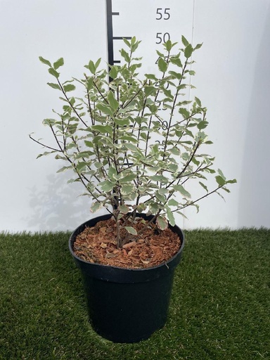 [P0000518] Pittosporum tenuifolium Elizabeth C3 30-40