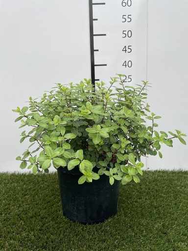 [P0000519] Pittosporum tenuifolium Golf Ball C3 30-40