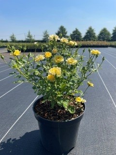 [P0000520] Rosa Yellow Fairy C3 25-30