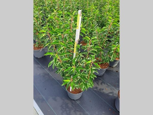 [P0000532] Prunus lusitanica Angustifolia C7.5 60-80