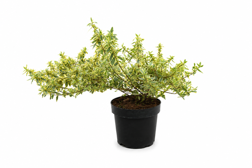 [P0000560] Abelia grandiflora Tricolor Charm C3 25-30