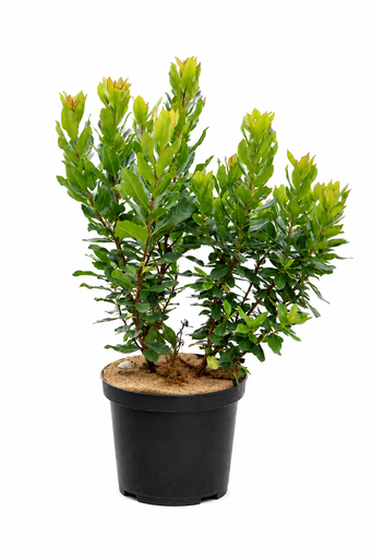 [P0000571] Arbutus unedo C10 60-80