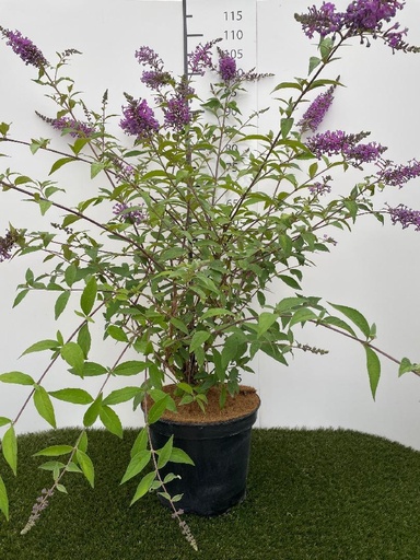 [P0000579] Buddleja Argus Velvet C7,5 80-100