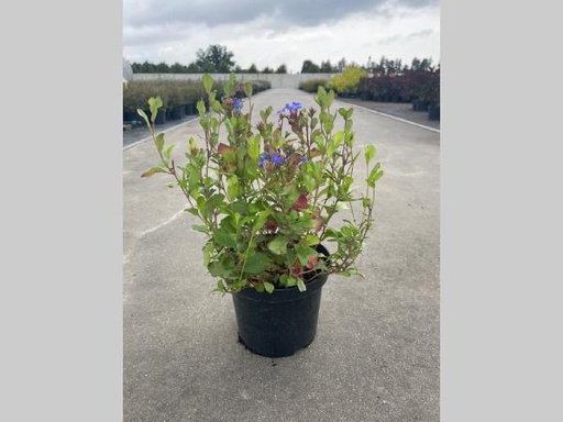 [P0000599] Ceratostigma plumbaginoides  C3 30-40